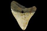 Bargain, 3.75" Fossil Megalodon Tooth - North Carolina - #131571-1